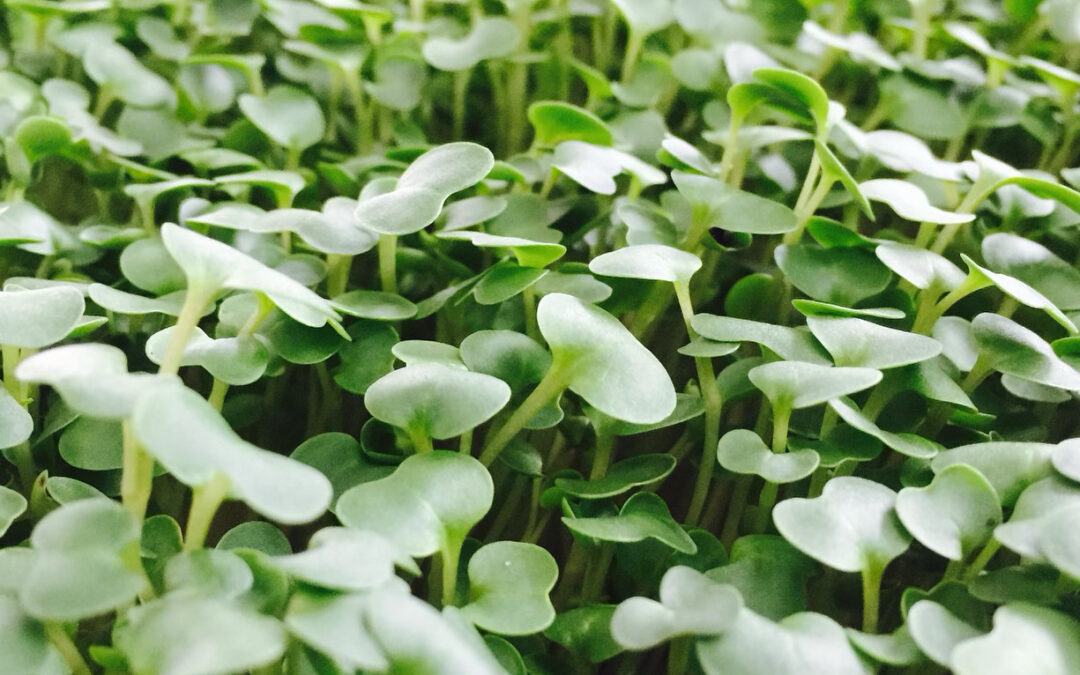 What are micro-greens and why you should eat them every day? 