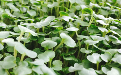 What are micro-greens and why you should eat them every day? 