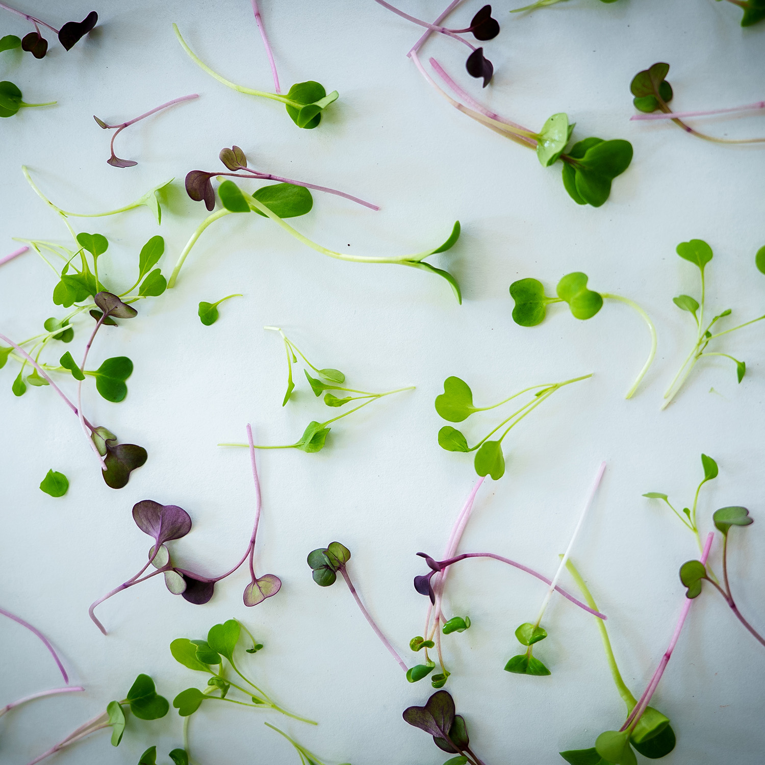 Flavour Fiesta - Image 3