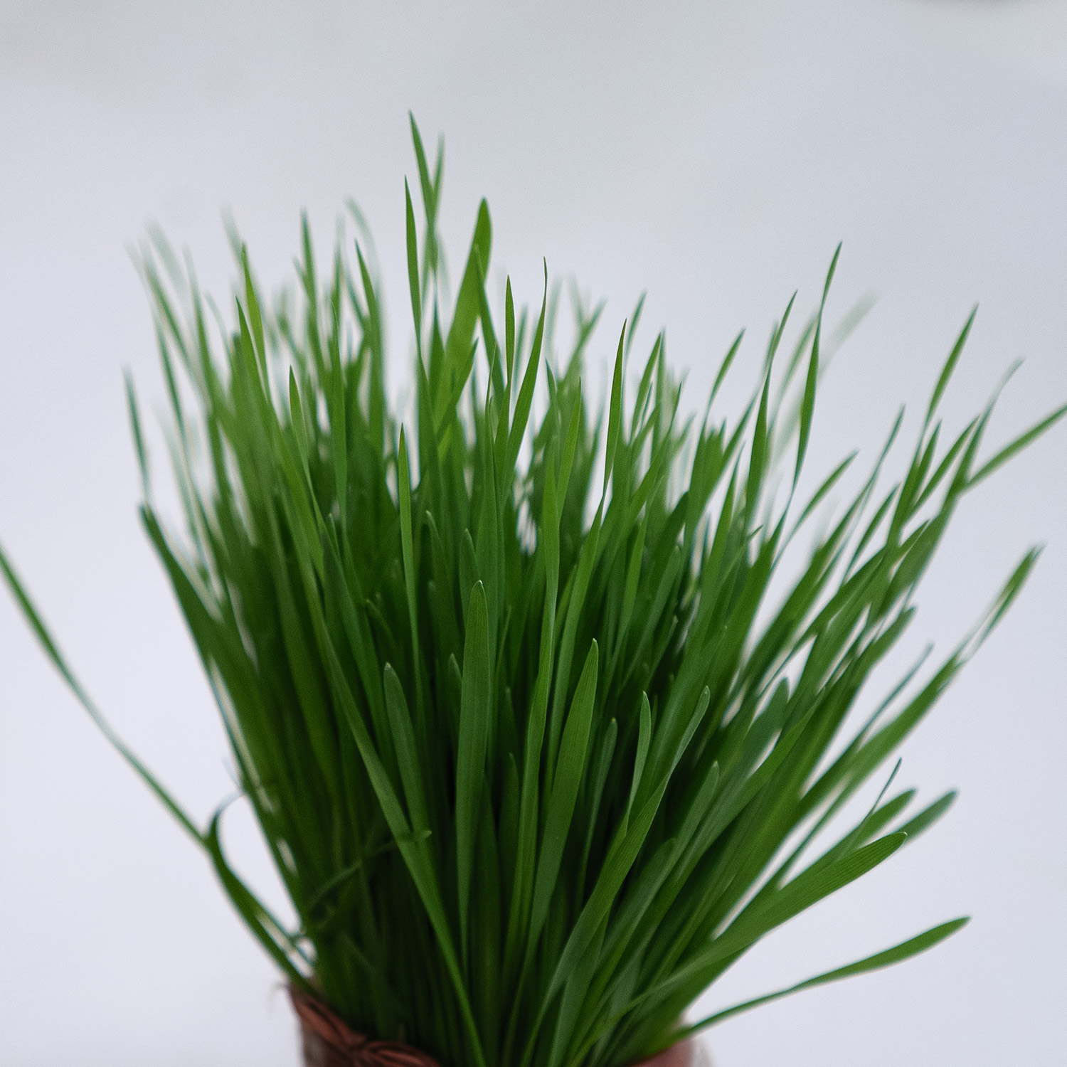 Wheatgrass