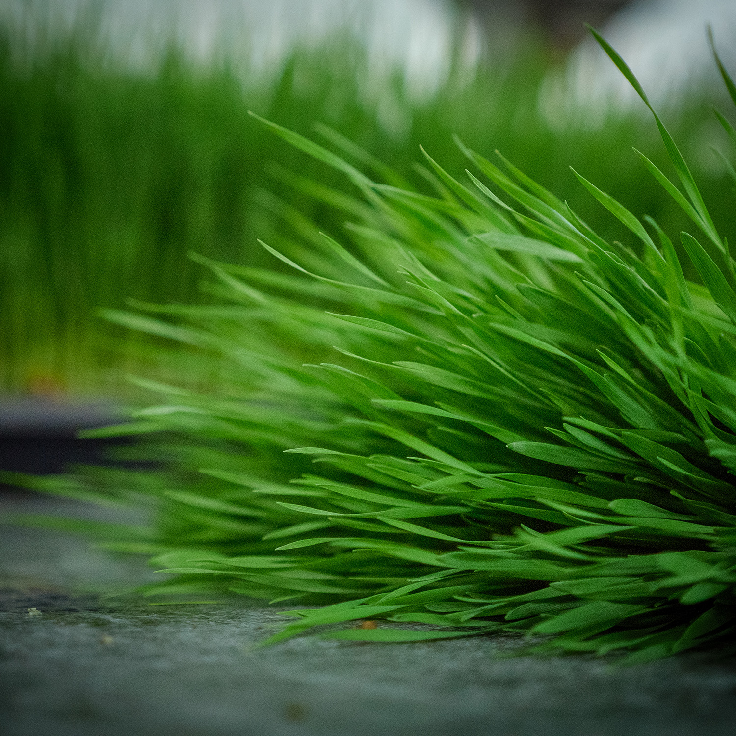 Wheatgrass - Image 3