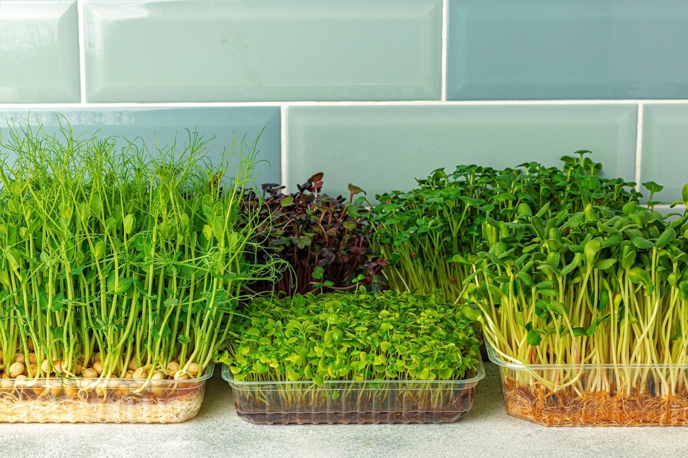 Micro,Green,Sprouts,Growing,In,Tray,In,Kitchen,Against,Mint