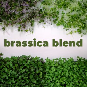 Brassica Blend