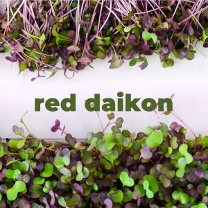 Red Daikon